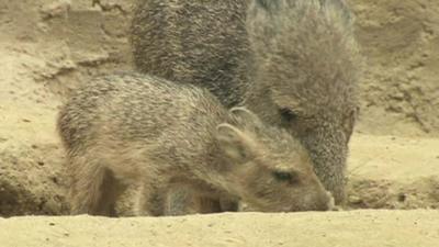 Rare baby peccaries at San Diego Zoo