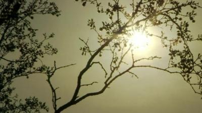 Sun shining down on sparsely leafed tree