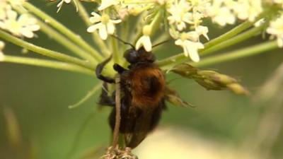 A tree bumblebee