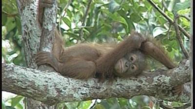An orangutan in a tree