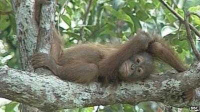 An orangutan in a tree