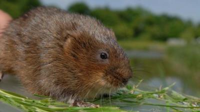 Water vole