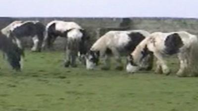 Gypsy Cob ponies owned by Vale of Glamorgan horse trader Tom Price