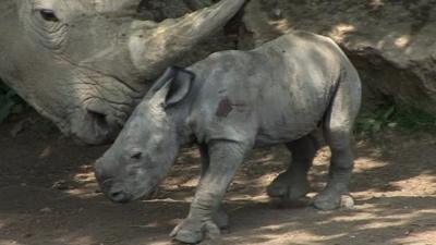 Baby white rhino