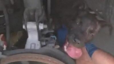 Dog stuck in engine being rescued.