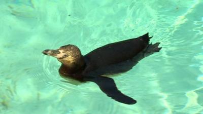 Penguin swimming