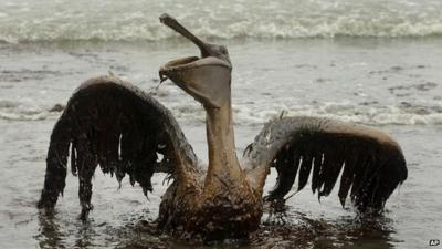 Bird covered in oil - file image