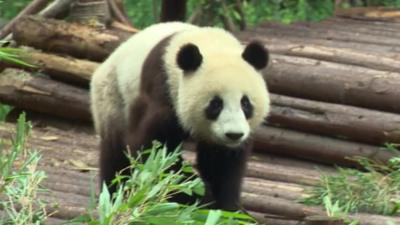 Panda in Sichuan sanctuary