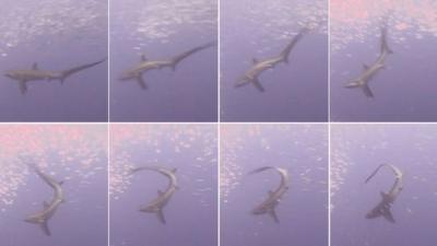 Thresher shark stuns prey with its tail