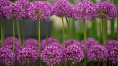 Allium flowers are displayed during the Chelsea Flower Show press day in London on May 20, 2013