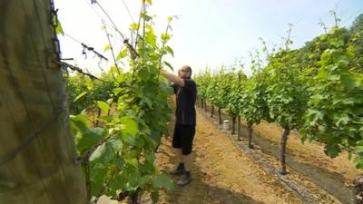 Man tending vine