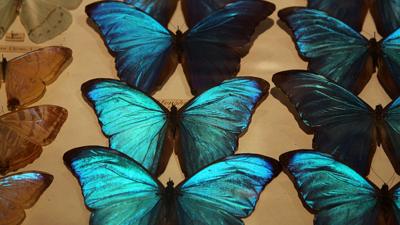 Butterflies on display