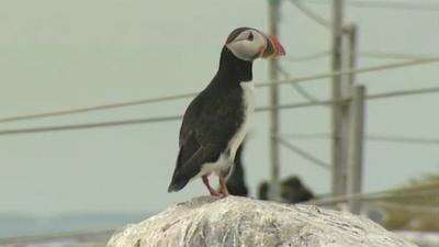 A puffin on the Farne Islands