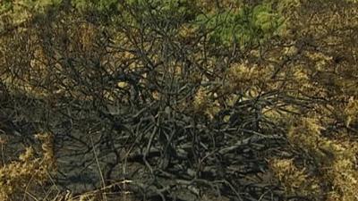 Burnt vegetation