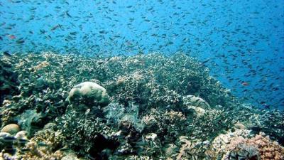Fish on Australia"s Great Barrier Reef