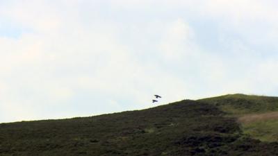 Hen harriers