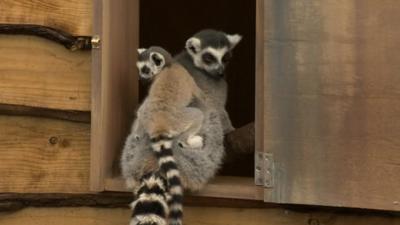 Ring-tailed lemurs at the Wild Place Project near Bristol