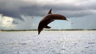 Dolphins respond to their 'names'