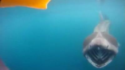 Shark on camera