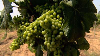 Grapes in a vineyard