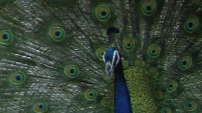 Peacocks fan their tails to attract females