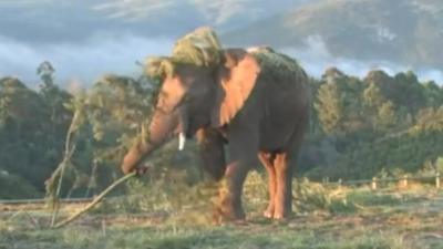 Elephant with tree