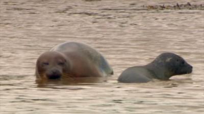 Common Seal with pup