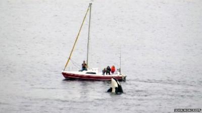 Killer whale surfaces by a family's boat