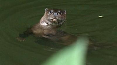 Otter in Thetford
