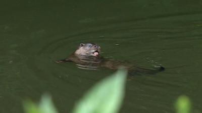 Otter in Thetford