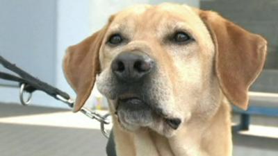 Barry the sniffer dog