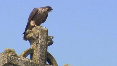 Peregrine falcon on church