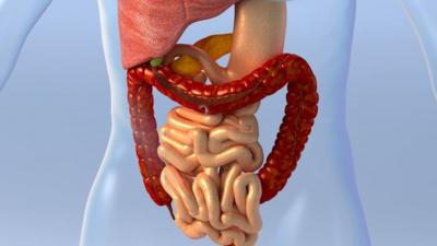 Model of human digestive system