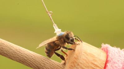 Bee with transmitter