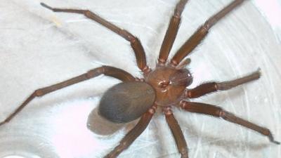 Brown recluse spider