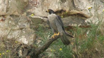 Peregrine falcon at Bluewater