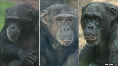 Chimps at Twycross Zoo