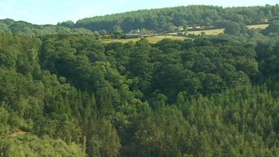 Fingle Woods, extensively planted with conifers