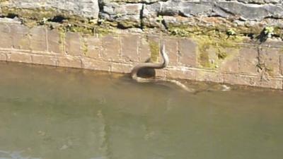 Grass snake at Caen Hill lock