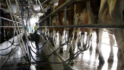 Cows being milked