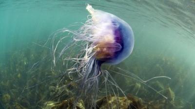 Bluefire jellyfish