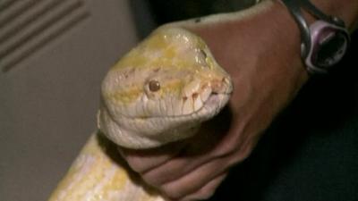 Burmese python