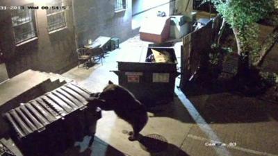 The bear and the bins