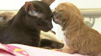 Siamese cat and Shih Tzu puppy