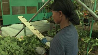 Indian owned rose plantation in Ethiopia