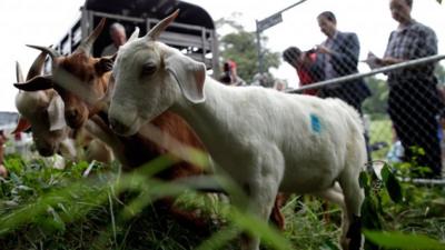 "Eco-Goats" begin the process of clearing land at the historic Congressional Cemetery August 7, 2013 in Washington, DC