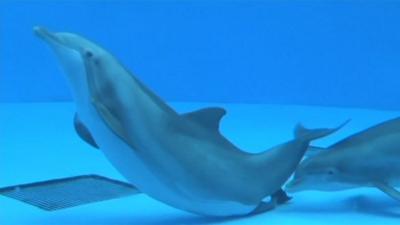 The birth of a dolphin has been caught on camera at a zoo in America