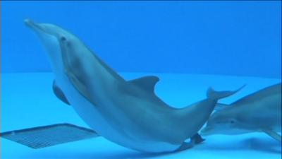 Dolphin giving birth