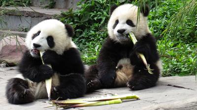 (File photo) Giant pandas near the China Conservation and Research Centre