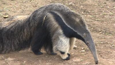 Anteater